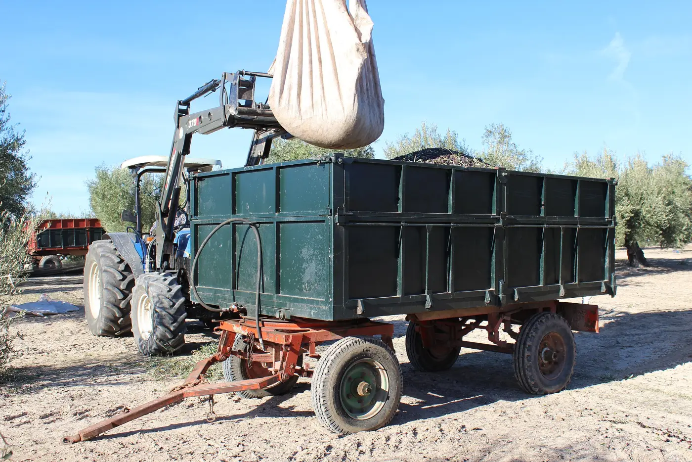 Tractor cargando aceituna recién recogida en un remolque en un olivar de Jaén